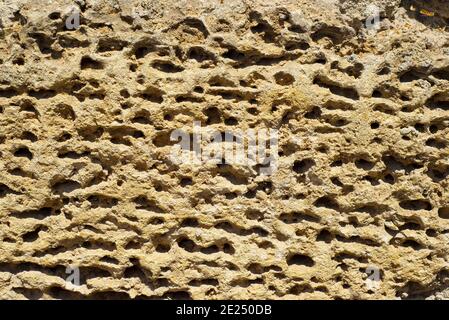 Sfondo in pietra porosa color sabbia. Shell rock. Materiali da costruzione. Texture naturali. Foto Stock