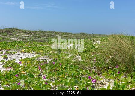 I tappetini di Railroad Vine con i loro graziosi fiori viola sulla spiaggia e le dune di Padre Island sulla costa del Golfo del Texas. Foto Stock