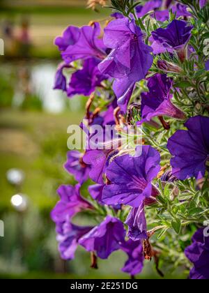 Messa a fuoco selettiva verticale delle petunias viola Foto Stock