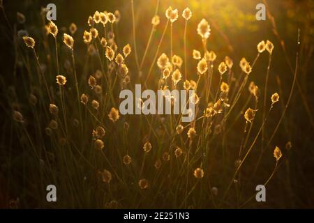 Bellissimi fiori selvatici evidenziati dal sole d'estate che tramonta Foto Stock