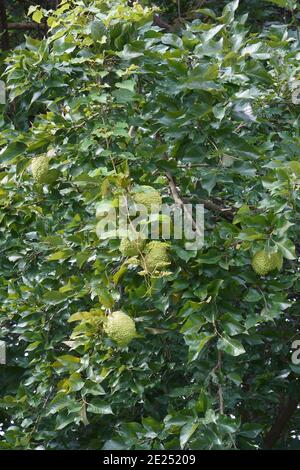 Arancio di Osage (Maclura pomifera). Chiamata mela di hedge, mela di cavallo, Bois d'Arc, Bodark, palla di scimmia, Bow-wood, legno giallo e arancio di mock anche Foto Stock