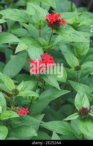 Stellato egiziano (Pentas lanceolata). Chiamato fiore stella egiziano anche Foto Stock