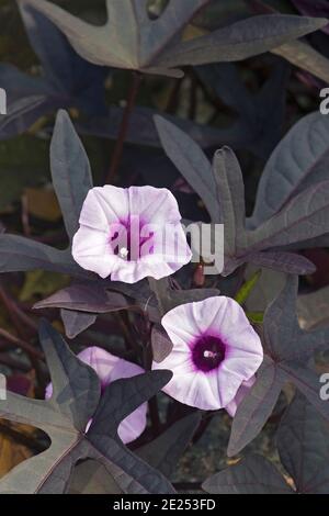 Uva di patate dolci Blackie (Ipomoea battatas 'Blackie') Foto Stock