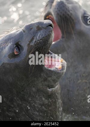 Foca dell'elefante meridionale (Mirounga leonina) dopo l'harem e la stagione dell'allevamento. I tori giovani combattono e stabiliscono l'ordine di pecking. Sud America, Falkla Foto Stock