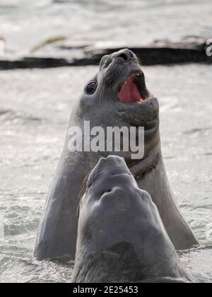 Foca dell'elefante meridionale (Mirounga leonina) dopo l'harem e la stagione dell'allevamento. I tori giovani combattono e stabiliscono l'ordine di pecking. Sud America, Falkla Foto Stock