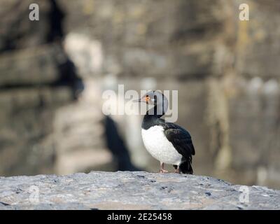 Rock Shag o cormorano Magellanico (Phalacrocorax magellanicus) sull'isola di Bleaker. Sud America, Isole Falkland, gennaio Foto Stock