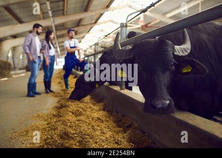Mucca nera con cornici o bufali guardando la macchina fotografica in piedi stabile con foraggio davanti Foto Stock