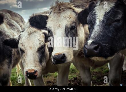 Curioso shaggy vacche raggomitolati insieme in una fredda giornata autunnale nella campagna Olandese Foto Stock