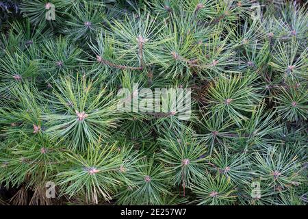 Pino da neve giapponese (Pinus parviflora 'Tanima no Yuki') Foto Stock