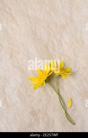 Due Gialle Daisy come fiori con steli incrociati su carta pergamena invecchiata con spazio di copia. Foto Stock