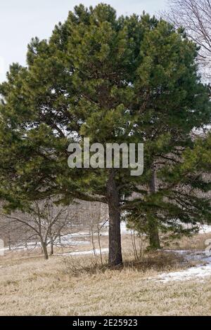 Pino scorciatoia (Pinus echinata). Chiamato Shortleaf giallo pino, Southern giallo pino, giallo pino, Shortstraw pino, Arkansas pino, Lontag pino e SPRU Foto Stock