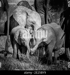 Vitelli di elefante africani, loxodonta africana, protetti dai membri più anziani della mandria. Immagine in bianco e nero di un gruppo familiare nel Parco Nazionale di Amboseli, K. Foto Stock