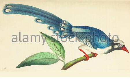 Blue Magpie (Urocissa erythrorhyncha), illustrazione d'annata pubblicata nella Miscellanea del naturalista dal 1789 Foto Stock