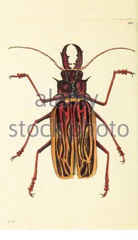 Sabertooth Longhorn Beetle (Macrodontia cervicornis), illustrazione d'annata pubblicata nella Miscellanea del Naturalista dal 1789 Foto Stock