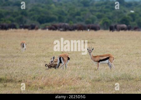 Africa, Kenya, Ol Pejeta Conservancy. Gazzella di Thomson con cucciolo neonato (Gazella thomsonii) con bufalo africano (SELVATICO: Caffer Syncerus) Foto Stock