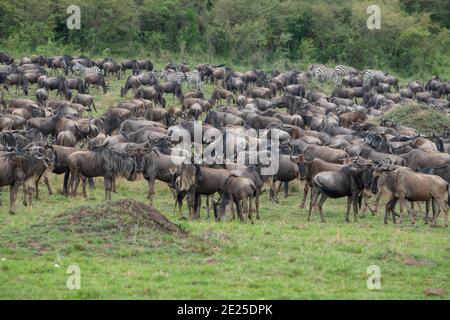 Africa, Tanzania, Serengeti Plains. wildebeest (SELVATICA: Connochaetes taurinus albojubatus) in tipico habitat di prateria. Foto Stock