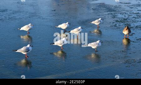 I gabbiani prendono il sole e riposano su un lago ghiacciato. Gabbiani che si riflettono sul ghiaccio. Foto Stock