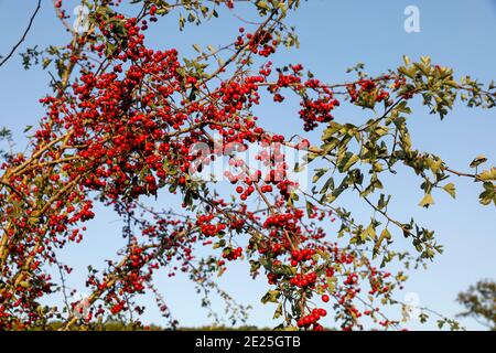 Bacche selvatiche su un albero a Eure, Francia Foto Stock