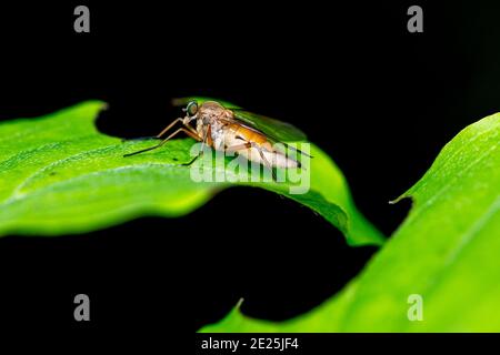 Macro fauna selvatica di un ladro volare su una foglia verde Foto Stock