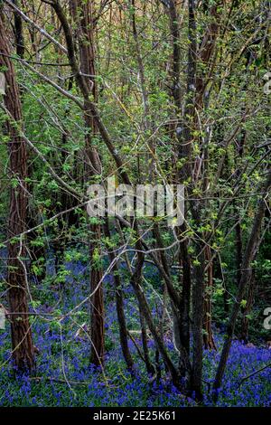 Fiori di foresta a Eure, Francia Foto Stock