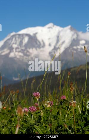 Il massiccio del Monte Bianco, la montagna più alta d'Europa vista dal lato francese in una bella giornata estiva. Francia. Foto Stock