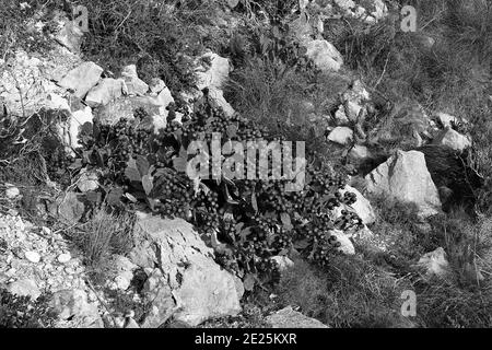 Cactus in frutta sulla scogliera a Cap de la Neu, Javea, Spagna Foto Stock