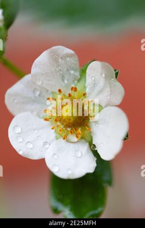 Fiori di pera. Primavera, carta da parati natura. Pera di colore in giardino. Fiori bianchi in fiore sui rami di un albero. Scatto macro. Foto di alta qualità Foto Stock