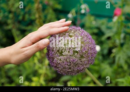 Donna che tocca un fiore nella casa di Claude Monet a Giverny, Francia. Foto Stock