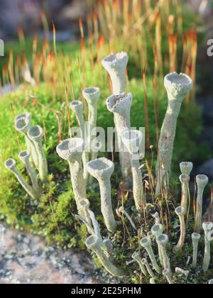 Cladonia fimbriata, comunemente conosciuta come lichen tromba Foto Stock