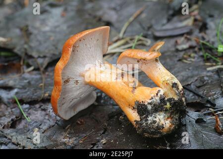 Hypomyces lateritius, noto come Ochre Gillgobbler, un fungo parassita che cresce sul Lactarus deterrimus, il falso milkcap zafferano o milkcap arancio Foto Stock