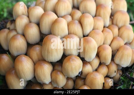 Coprinellus micaceus, detto anche Coprinus micaceus, comunemente noto come Glistering Inkcap, fungo selvatico della Finlandia Foto Stock