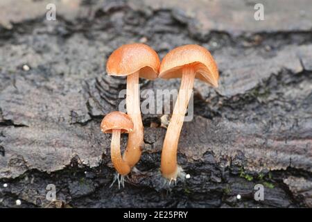 Tubaria furfuracea, comunemente conosciuta come il twiglet di scurfy, fungo selvatico dalla Finlandia Foto Stock