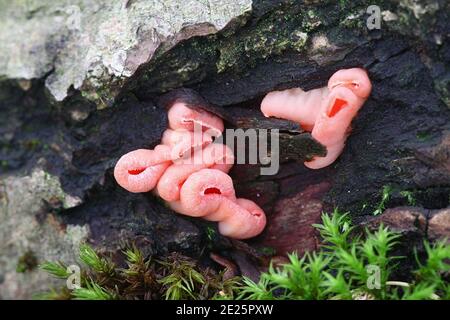 Sarcoscopypha austriaca, conosciuta come la coppa di elfetto scarlatto, fungo selvatico dalla Finlandia Foto Stock