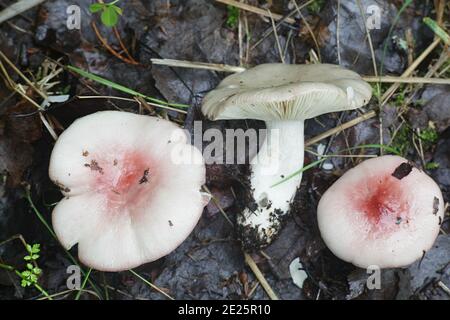 Russula depallens, noto come brittlegill sbiancato, funghi selvatici dalla Finlandia Foto Stock