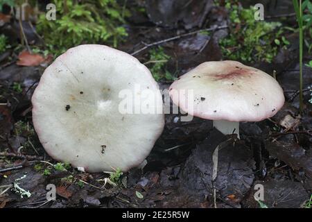 Russula depallens, noto come brittlegill sbiancato, funghi selvatici dalla Finlandia Foto Stock