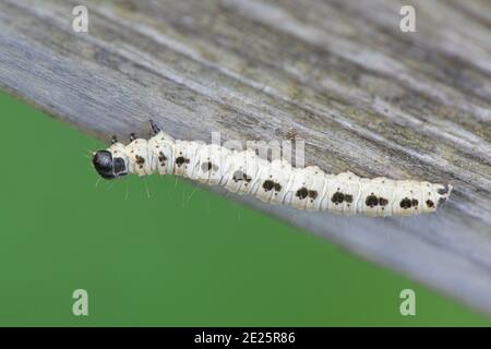Bruco di erminio di ciliegio, Yponomeuta evonymella Foto Stock