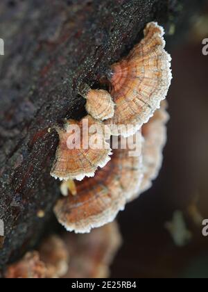 Stereum sanguinolentum, conosciuto come crosta sanguinante di conifere, fungo selvatico dalla Finlandia Foto Stock