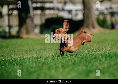 Vista del cane dachshund in esecuzione su un fiel erboso Foto Stock