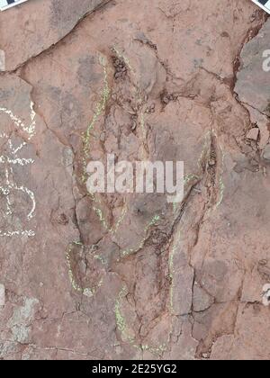(210112) -- FUZHOU, 12 gennaio 2021 (Xinhua) -- UN'impronta di dinosauro è vista a Longxiang Village, Lincheng Township, Shanghang County, Longyan City della provincia del Fujian del sud-est della Cina, 10 novembre 2020. Un team di paleontologi cinesi ha identificato più di 240 impronte di dinosauri fossili nel Fujian della Cina orientale, le prime tracce di attività di dinosauro trovato nella provincia. Il sito dei dinosauri nella contea di Shanghang, che copre un'area di circa 1,600 metri quadrati, è il più grande e il più vario sito scoperto in Cina risalente al periodo Cretaceo superiore, secondo sci Foto Stock
