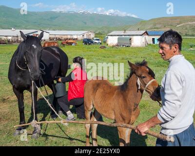 Mungitura di un mare. Cavalli per la produzione di latte, kumy e carne. Una fattoria tipica nella pianura di Suusamyr, un'alta valle dei Monti Tien Shan. Asia Foto Stock