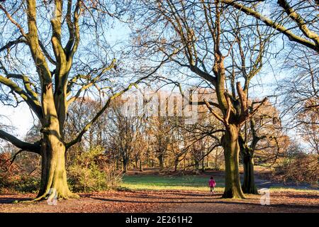 Una donna in giacca rosa che cammina attraverso un bosco d'autunno, lunghe ombre dal sole serale Foto Stock