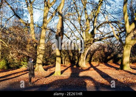 Una donna sta contemplando la scena in un bosco autunnale, lunghe ombre gettate dal sole serale Foto Stock