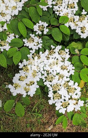 I fiori bianchi di un arbusto o cespuglio di palla di neve giapponese (Viburnum plicatum), Bodnant Gardens, tal-y-Cafn, Conwy, Galles, Regno Unito Foto Stock