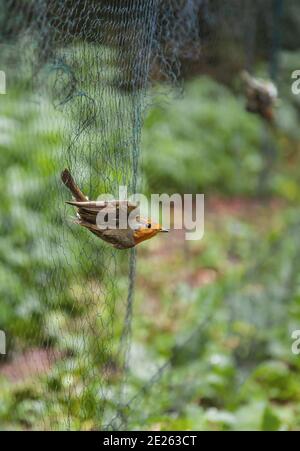 European Robin (Erithacus rubecula) catturato nella rete di nebbia durante il ringing scientifico dell'uccello, Germania Foto Stock