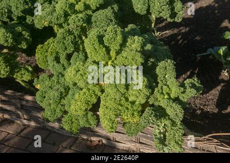 Raccolto di Autunno Casa coltivata nana biologica verde arricciato Kale (Brassica oleracea 'Acephala Group') Crescere su un'assegnazione in un giardino vegetale in Rurale Foto Stock