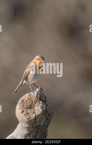 Robin su tronco d'albero all'alba (Erithacus rubecula) Foto Stock