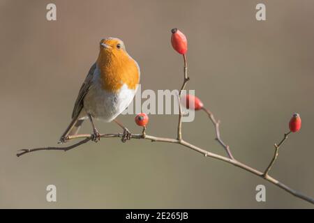 Bel ritratto d'arte di Red Robin all'alba arroccato Rosa cane (Erithacus ruecula) Foto Stock