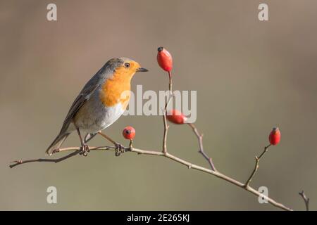 Bel ritratto d'arte di Red Robin all'alba arroccato Rosa cane (Erithacus ruecula) Foto Stock