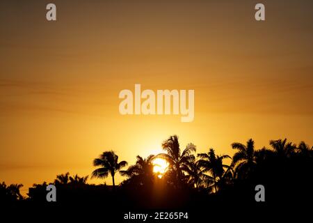 Splendido tramonto sulle palme Foto Stock