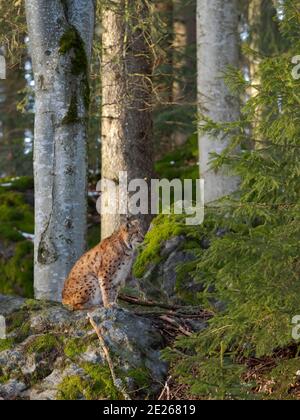 Eurasian Lynx (Lynx lynx ) durante l'inverno. Foresta Bavarese NP, recinzione. Europa, Germania, Baviera Foto Stock